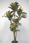 Croton